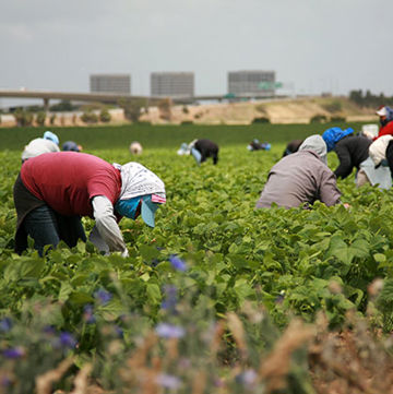 Photo of agricultural workers in a crop field