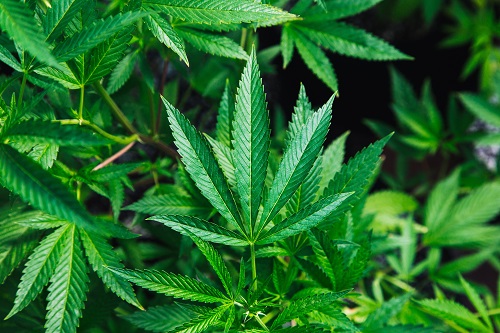 Marijuana Leaf Small 