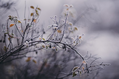 Temperature Foercast Sm 
