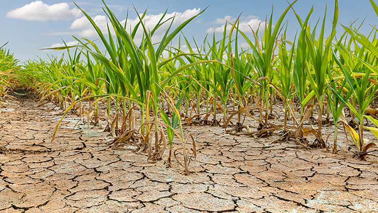 El Drought Teaser 
