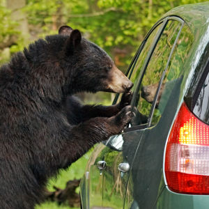 Bear At Car Window 