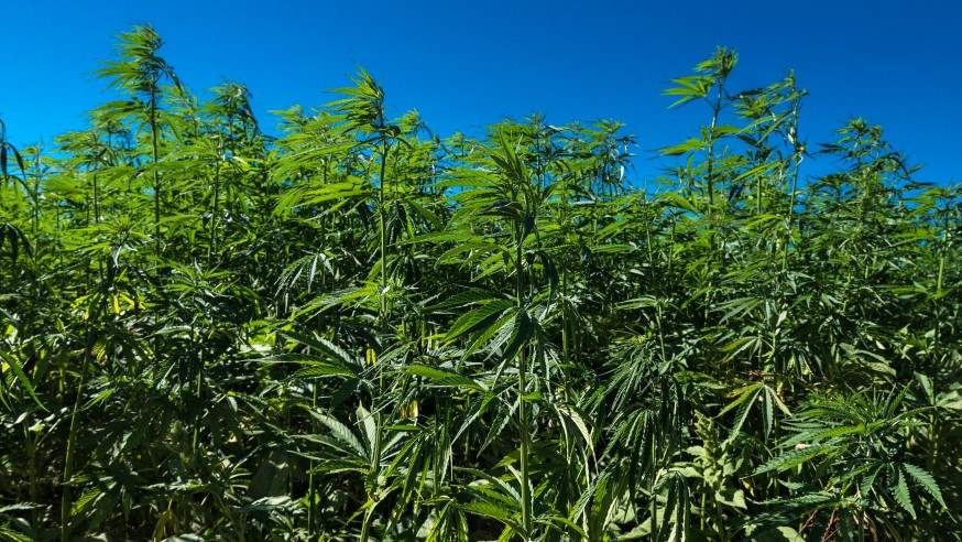 marijuana fields
