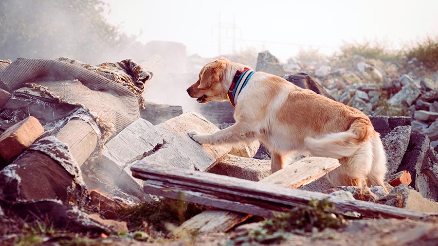 rescue-dog-searching-rubble