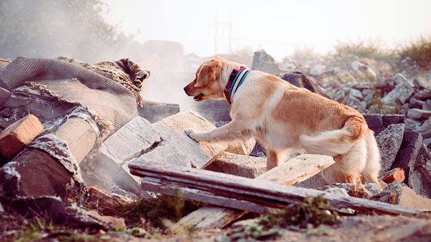 Rescue Dog Searching Rubble 