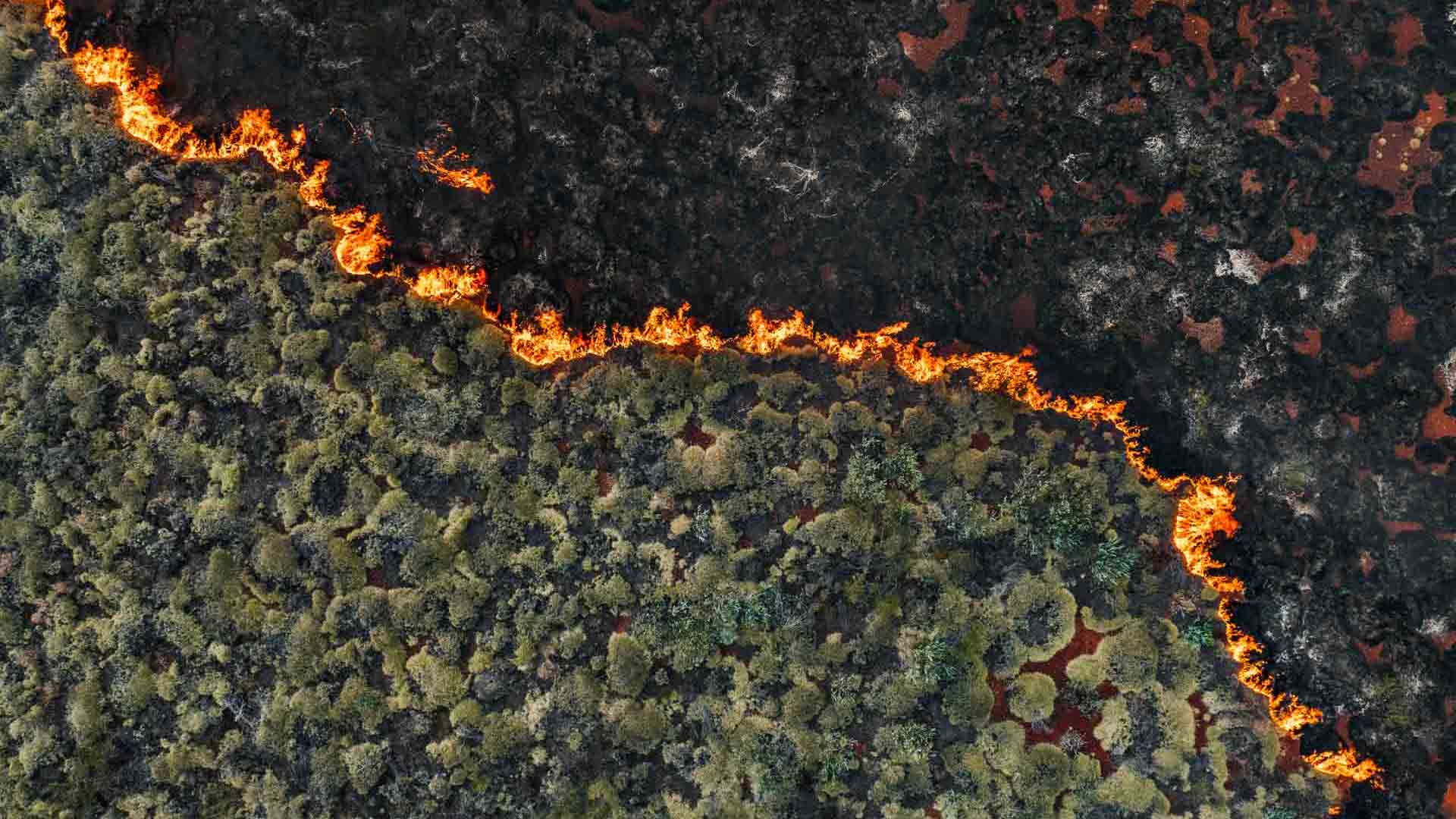 wildfire-in-forest