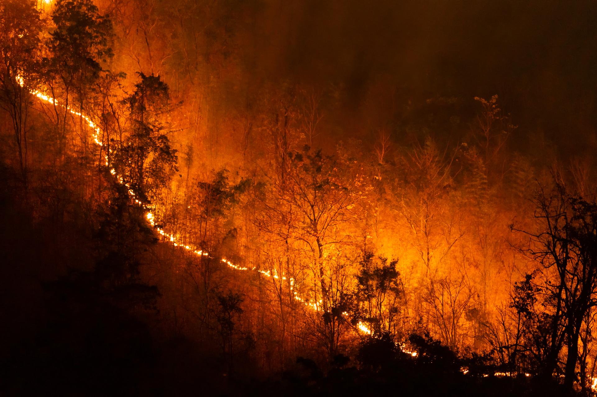 Wildfire In Forest 