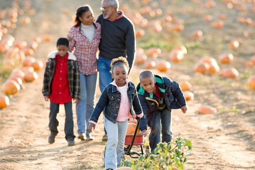 Pumpkin picking